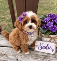 SADIE, a female Maltipoo for sale in Fayetteville, AR – 5 of 6