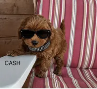 Cash, a male Maltipoo for sale in Fayetteville, AR – 2 of 5