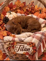 TITAN, a male Maltipoo for sale in Fayetteville, AR – 4 of 6