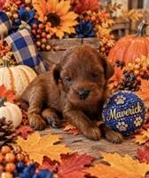 Maverick , a male Maltipoo for sale in Fayetteville, AR – 2 of 5
