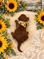 J J , a male Maltipoo for sale in Fayetteville, AR – 5 of 5