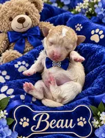 BEAU, a male Maltipoo for sale in Fayetteville, AR – 4 of 4