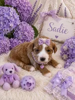 SADIE, a female Maltipoo for sale in Fayetteville, AR – 3 of 5