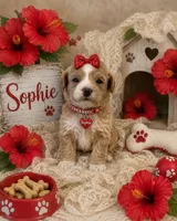 SOPHIE, a female Maltipoo for sale in Fayetteville, AR – 3 of 5