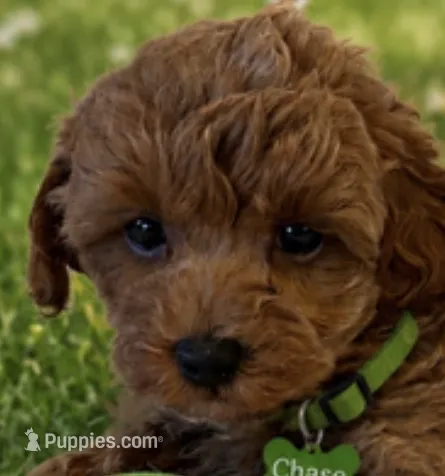 Chase  – Maltipoo puppy for sale in Fayetteville, AR