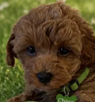 Chase , a male Maltipoo for sale in Fayetteville, AR – 1 of 5