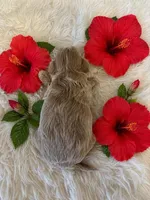SOPHIE, a female Maltipoo for sale in Fayetteville, AR – 4 of 5