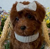 JOURNEY, a female Maltipoo for sale in Fayetteville, AR – Photo 1 of 5