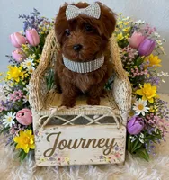 JOURNEY, a female Maltipoo for sale in Fayetteville, AR – Photo 2 of 5