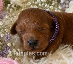 MOLLY – Maltipoo puppy for sale in Fayetteville, AR