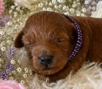 MOLLY, a female Maltipoo for sale in Fayetteville, AR – 1 of 5