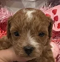 processed/9dcf0b37-5340-40e1-bae9-709ac4ee9972/listing/97225737-30f2-4ea4-8fa0-f4635e132d2c/86236ca4-c8e7-4526-b11f-34714c9f7222