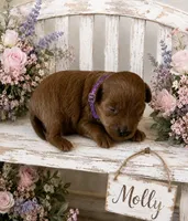 MOLLY, a female Maltipoo for sale in Fayetteville, AR – 5 of 5