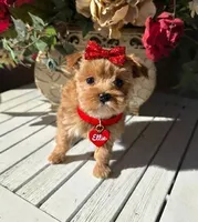 ELLIE, a female Maltipoo for sale in Fayetteville, AR – Photo 2 of 4