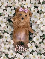 ELLIE, a female Maltipoo for sale in Fayetteville, AR – Photo 4 of 4