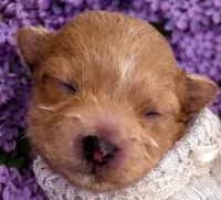 ELLIE, a female Maltipoo for sale in Fayetteville, AR – Photo 1 of 5