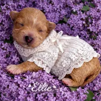 ELLIE, a female Maltipoo for sale in Fayetteville, AR – Photo 3 of 5