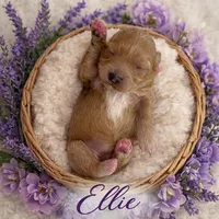 ELLIE, a female Maltipoo for sale in Fayetteville, AR – Photo 2 of 5