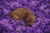 ELLIE, a female Maltipoo for sale in Fayetteville, AR – Photo 4 of 5