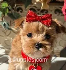 ELLIE – Maltipoo puppy for sale in Fayetteville, AR