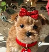 ELLIE, a female Maltipoo for sale in Fayetteville, AR – Photo 1 of 4