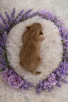 ELLIE, a female Maltipoo for sale in Fayetteville, AR – Photo 5 of 5