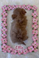 ELLIE, a female Maltipoo for sale in Fayetteville, AR – Photo 3 of 4