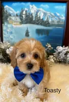 TOASTY, a male Maltipoo for sale in Fayetteville, AR – Photo 3 of 5
