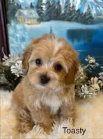 TOASTY, a male Maltipoo for sale in Fayetteville, AR – Photo 4 of 5