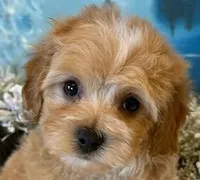 TOASTY, a male Maltipoo for sale in Fayetteville, AR – Photo 1 of 5