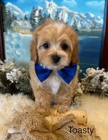 TOASTY, a male Maltipoo for sale in Fayetteville, AR – Photo 2 of 5