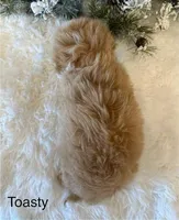 TOASTY, a male Maltipoo for sale in Fayetteville, AR – Photo 5 of 5