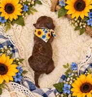 JAGGER, a male Maltipoo for sale in Fayetteville, AR – 4 of 5