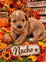 NACHO, a female Maltipoo for sale in Fayetteville, AR – 4 of 5
