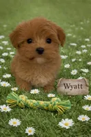WYATT, a male Maltipoo for sale in Fayetteville, AR – Photo 4 of 5