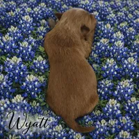 WYATT, a male Maltipoo for sale in Fayetteville, AR – Photo 5 of 5