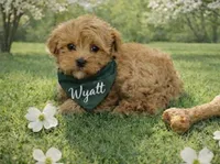 WYATT, a male Maltipoo for sale in Fayetteville, AR – Photo 2 of 5