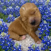 WYATT, a male Maltipoo for sale in Fayetteville, AR – Photo 3 of 5