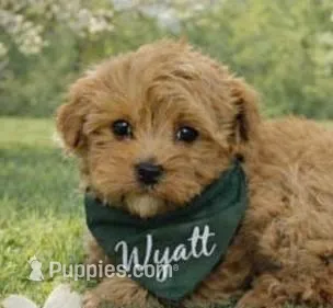 WYATT – Maltipoo puppy for sale in Fayetteville, AR