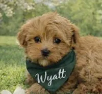 WYATT, a male Maltipoo for sale in Fayetteville, AR – Photo 1 of 5