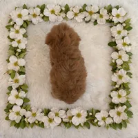 WYATT, a male Maltipoo for sale in Fayetteville, AR – Photo 5 of 5