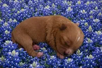 WYATT, a male Maltipoo for sale in Fayetteville, AR – Photo 4 of 5