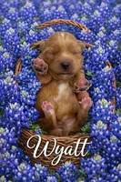 WYATT, a male Maltipoo for sale in Fayetteville, AR – Photo 2 of 5