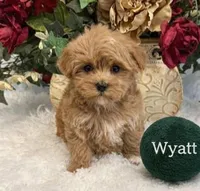 WYATT, a male Maltipoo for sale in Fayetteville, AR – Photo 3 of 5