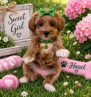 HAZEL, a female Maltipoo for sale in Fayetteville, AR – 3 of 5