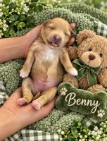 BENNY, a male Maltipoo for sale in Fayetteville, AR – 3 of 4