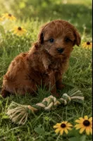 CREW, a male Maltipoo for sale in Fayetteville, AR – 2 of 5