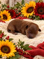 JUDE, a male Maltipoo for sale in Fayetteville, AR – 5 of 5