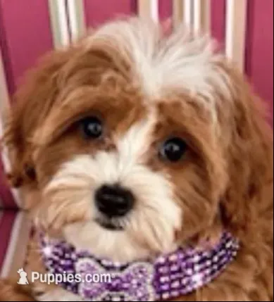 SADIE, a female Maltipoo for sale in Fayetteville, AR – 2 of 6