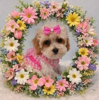 ABBI, a female Maltipoo for sale in Fayetteville, AR – Photo 2 of 5